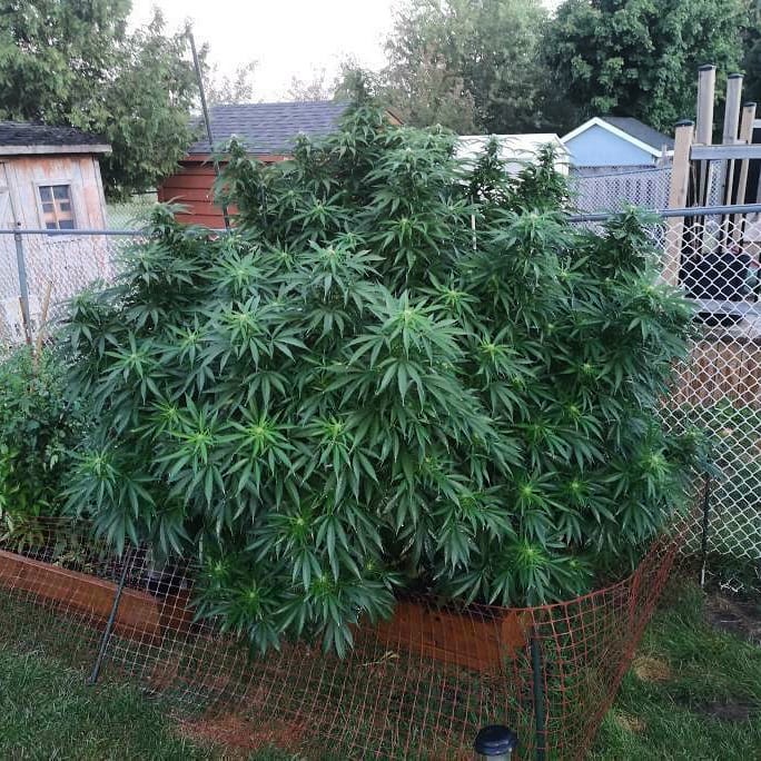 SeedsmanSeeds's tweet photo. ⚡ In need of a fast flowering fix?

Look no further than White Widow FAST Feminised Seeds - these beauties will flower in around 7 weeks! They're also not too picky and will grow in a variety of environments…⛅ ☀️ 🌦️ https://t.co/8bvemadmtK

👨‍🌾 Brando4201

#summerselection https://t.co/LIEdEdf361