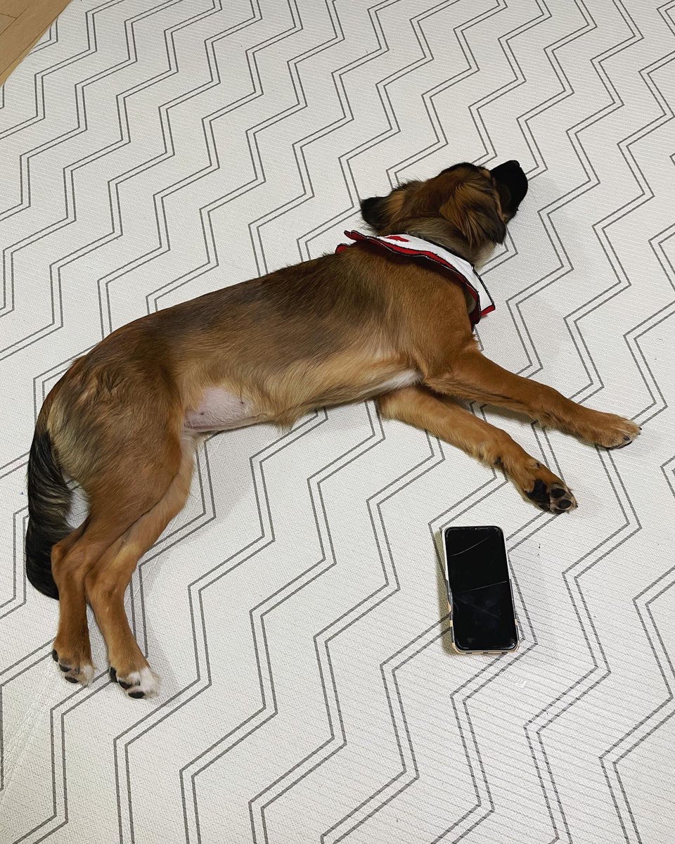 남의 집에서도 거실 한가운데 대자로 뻗기 삽가능 👍🏻

#제주만다린즈_스위티 #스위티임보일기
#가족찾아요 #입양홍보 #유기견입양