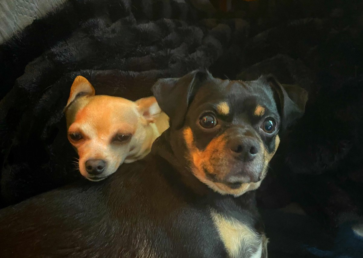 sarahanunn's tweet photo. Me: Hey guys, the giant Evil Dog Tucker will be here in a few minutes!
Bremmy: π³
Jasper: π
Me: π
Itβs going to be a crazy week ahead!
πΆ
#AdventuresInDogSitting #SaturdayMorning #RescueDogs #AdoptDontShop #ThoseFacesTho #DogsofTwittter https://t.co/zcacvKeuRf