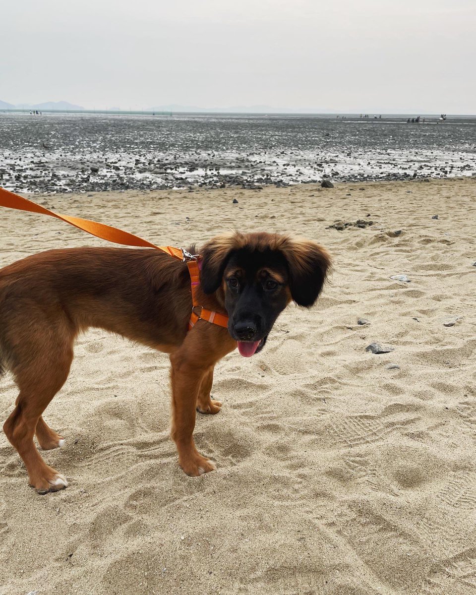 바다 놀러 갔다왔어요 💙

#제주만다린즈_스위티 #스위티임보일기
#가족찾아요 #입양홍보 #유기견입양