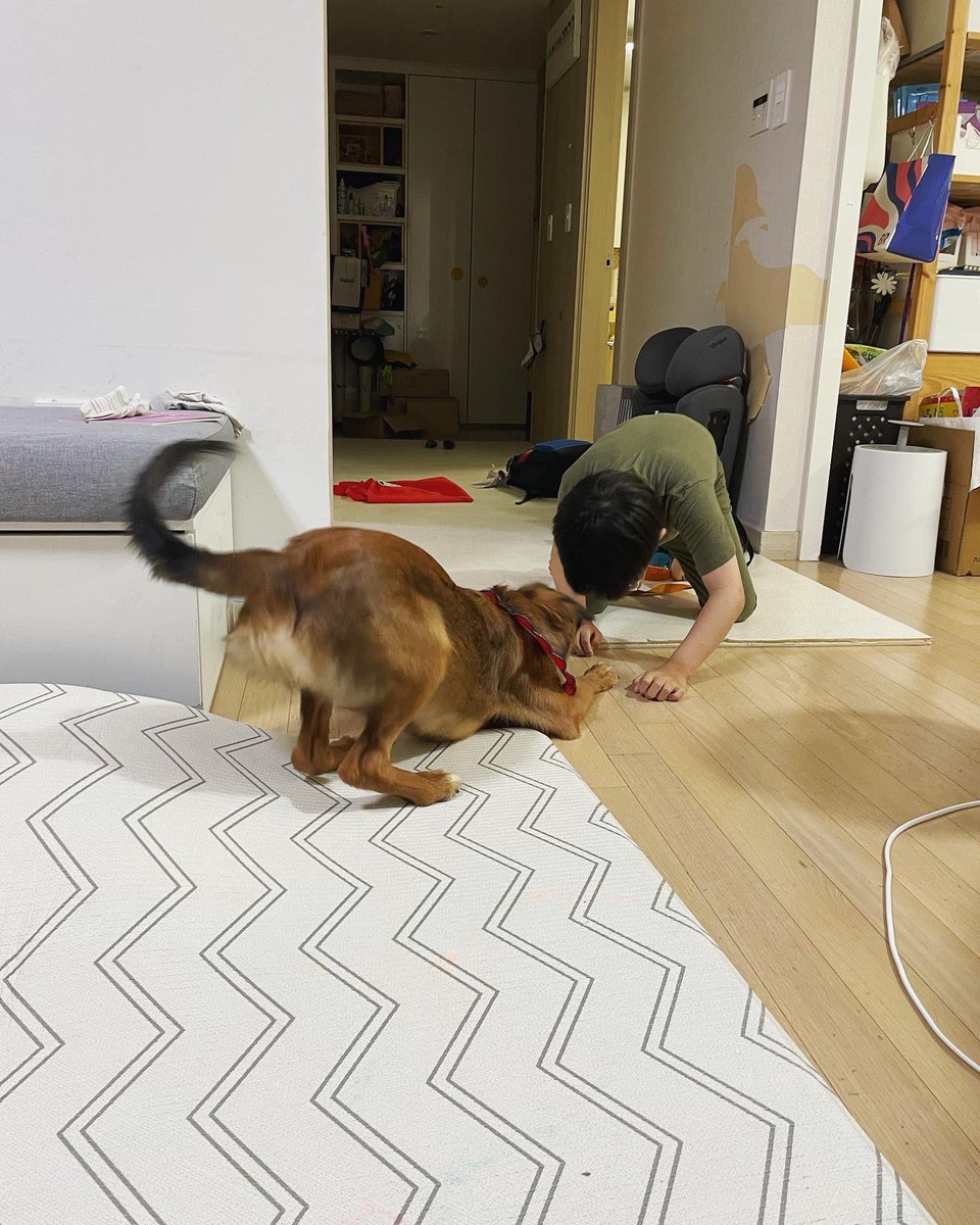 어린이 칭구랑 요로코롬 잘 놀아요 🤗 어떤 걱정이든 사르르 없애주는 이런 멈머 또 어딨겠어요? 가족이 얼른 오세요 ☺️

#제주만다린즈_스위티 #스위티임보일기
#가족찾아요 #입양홍보 #유기견입양