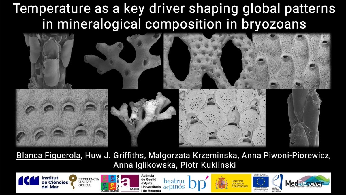 Do you want to know about our recent research on the influence of seawater temperature on the skeletal mineralogy of #bryozoans? Next week at the #SCAR2022 @Scar2022India @SCAR_Tweets. @griffiths_huw @KukiPiotr @BlancaFiguerola #SouthernOcean #marinecalcifiers #globalchange