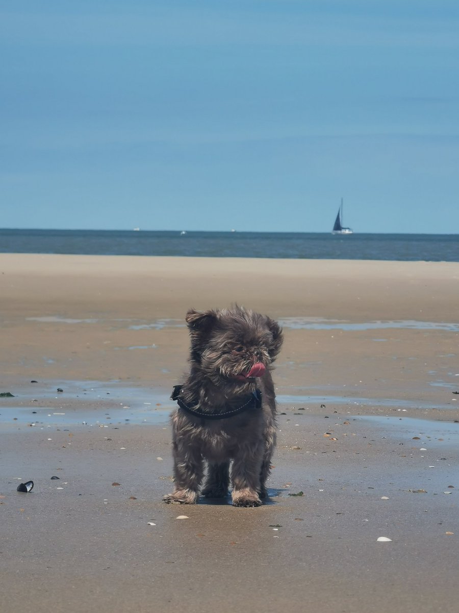 Kinda regret not going to the Amsterdam pride....but instead I'm spending my day at the beach with bf and doggy 🐶 and it's amazing 😍🏖️