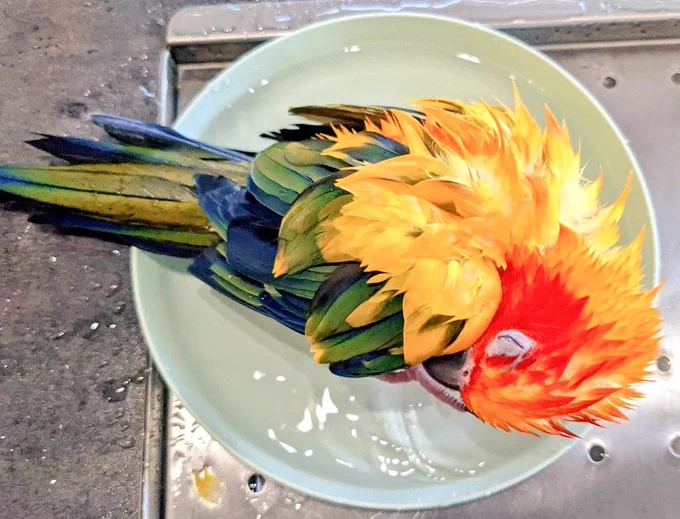 水浴び🐤 