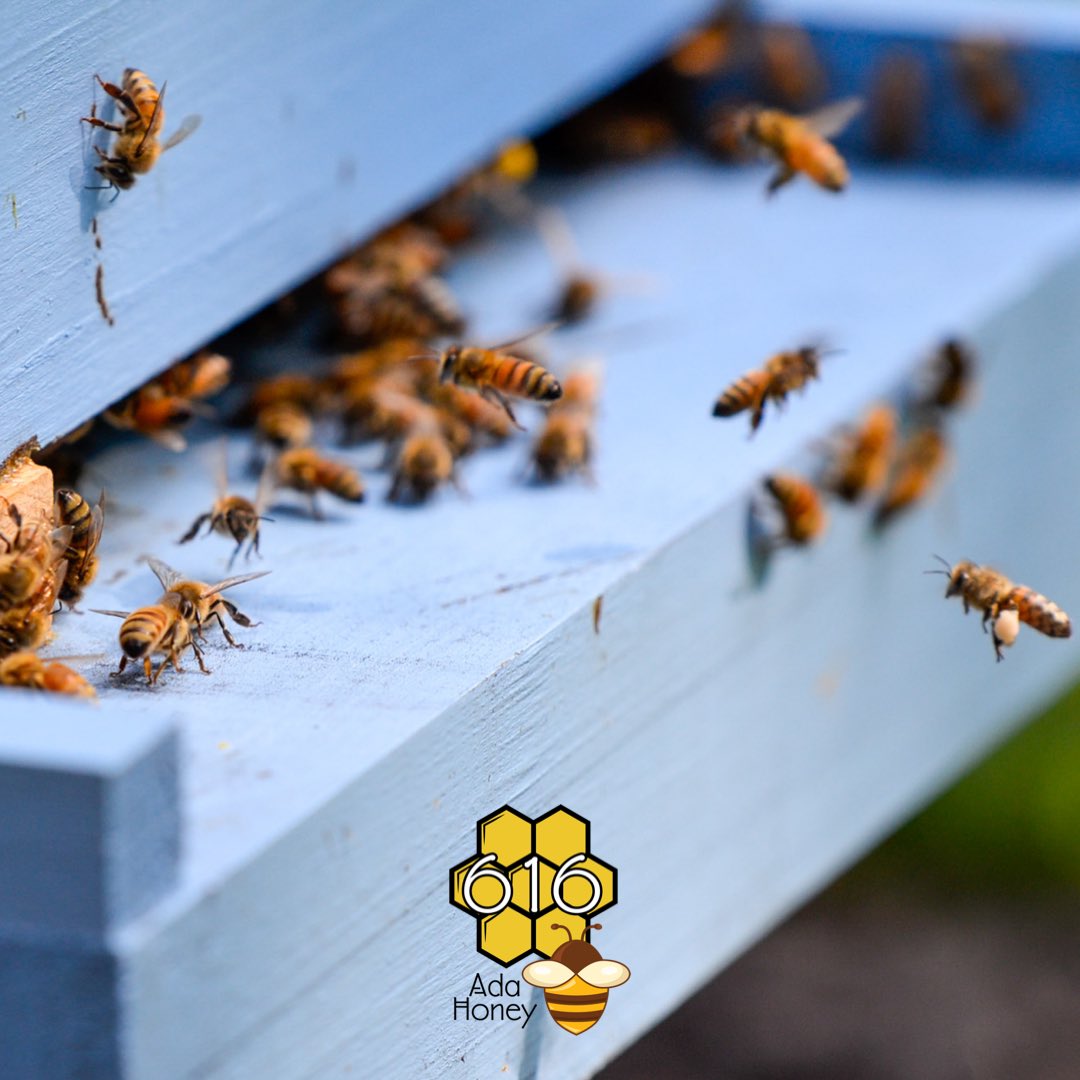 616adahoney's tweet photo. Busy on a Saturday morning! Buzz buzz! 🐝 #honeybees #backyardbeekeping #backyardbeekeeper #adamichigan #616adahoney #savethebees #honey https://t.co/ID382kB9YT