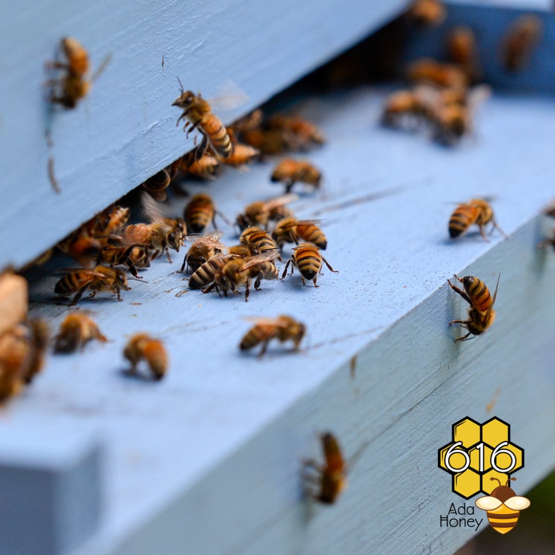 616adahoney's tweet photo. Busy on a Saturday morning! Buzz buzz! 🐝 #honeybees #backyardbeekeping #backyardbeekeeper #adamichigan #616adahoney #savethebees #honey https://t.co/ID382kB9YT