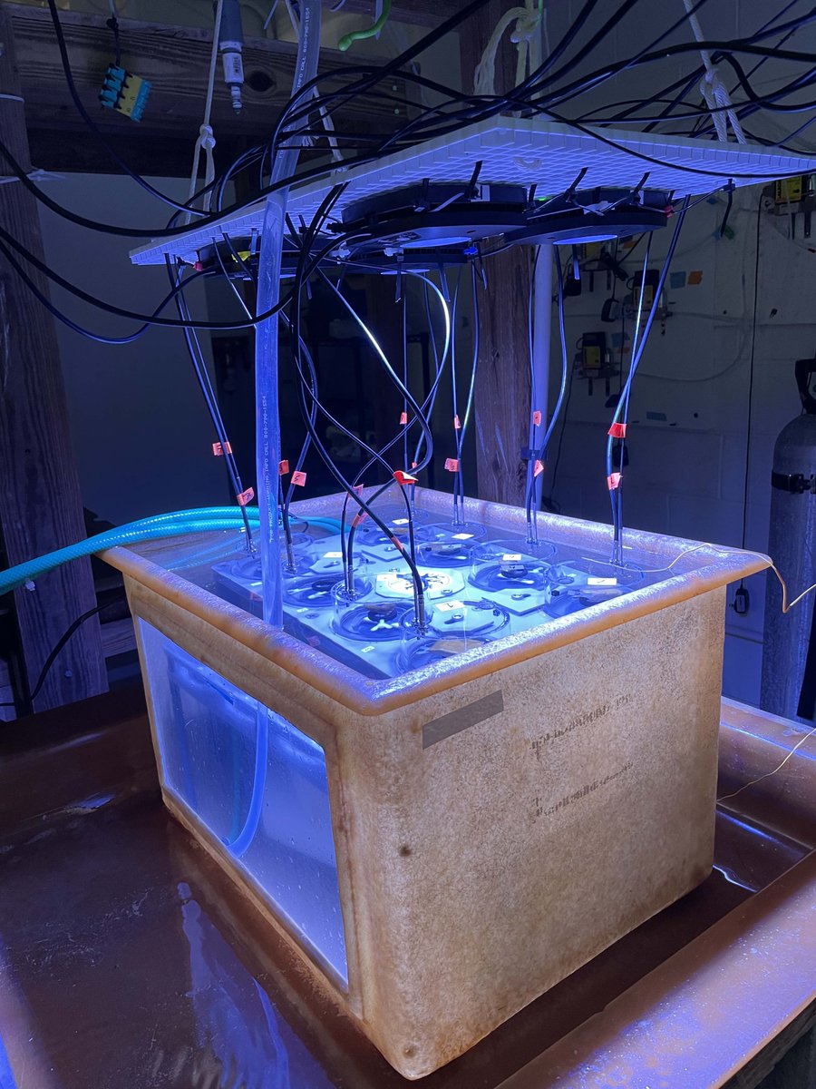 Come work with us @BIOSstation as a Postdoctoral Scientist on a collaborative project with Yvonne Sawall, @deputron_lab, @pinkfindiver, @HolliePutnam studying physiological traits and molecular responses of #coral to thermal stress. bios.edu/about/careers/ Deadline Sept 15 2022