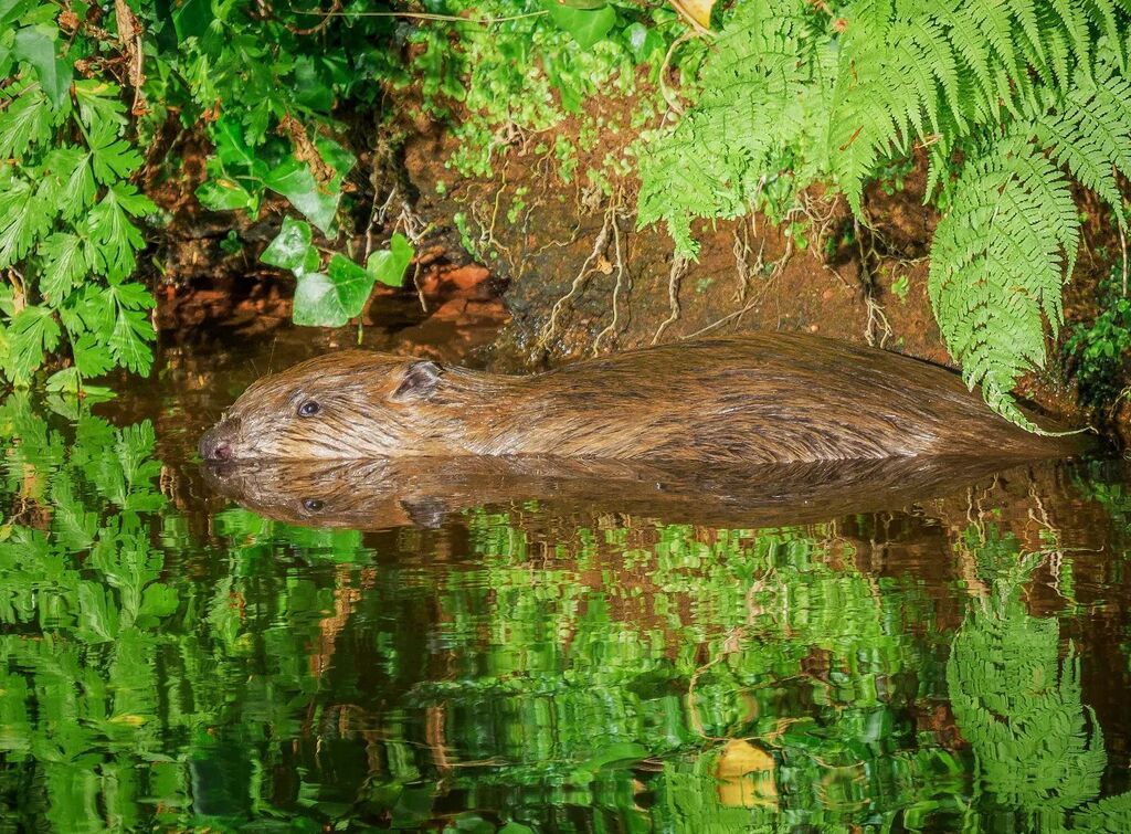 nickhowe56's tweet photo. A beaver in a reflective mood on the river Otter recently.
.
.
.
.
#beaver #beavers #beaversofinstagram #beavertrust
#devonbeavers #devonwildlifetrust #thebritishwildlife #britishwildlife #wildlife #wildlifephotography #wildlife_photography #wi… https://t.co/U71Su9LXdE https://t.co/ijNKvc88lz