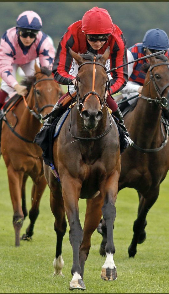 Ballyhane Stud (@ballyhanestud) on Twitter photo More 2YO Stakes success for DANDY MAN as Dandy Alys runs a close 2nd in the Gr.3 Sweet Solera Stakes at Newmarket today. Congratulations to breeders <a href="/LodgeParkStud/">Lodge Park Stud</a> and <a href="/RalphBeckett/">Ralph Beckett</a> <a href="/A_C_Elliott/">Alex Elliott</a> #Hot More 2YO Stakes success for DANDY MAN as Dandy Alys runs a close 2nd in the Gr.3 Sweet Solera Stakes at Newmarket today. Congratulations to breeders <a href="/LodgeParkStud/">Lodge Park Stud</a> and <a href="/RalphBeckett/">Ralph Beckett</a> <a href="/A_C_Elliott/">Alex Elliott</a> #Hot