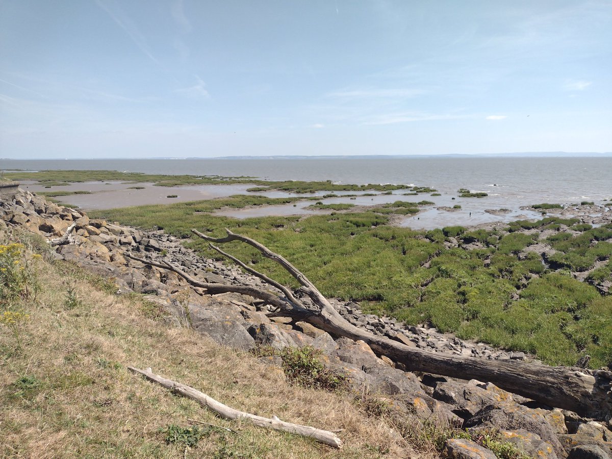 SprigofHeather's tweet photo. Denove vagadis laŭ la Kimra Marborda Vojo hodiaŭ. Bela tago! Back on the #WalesCoastPath A lovely day! #TranslatorWalking https://t.co/iP6tbXKRqF