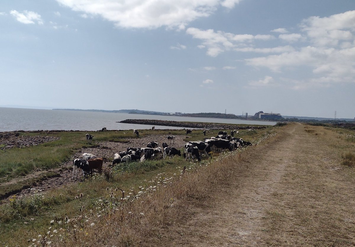 SprigofHeather's tweet photo. Denove vagadis laŭ la Kimra Marborda Vojo hodiaŭ. Bela tago! Back on the #WalesCoastPath A lovely day! #TranslatorWalking https://t.co/iP6tbXKRqF