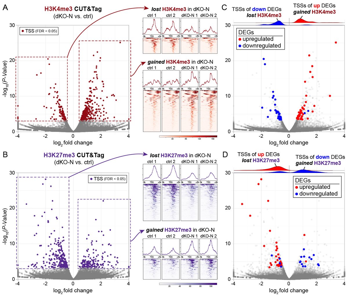 Ken Kwan tweet media