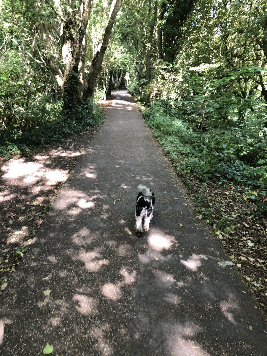 #WeActiveChallenge2022 #BSOLActive good dog walk this morning. In the middle of the city there are so many places for a slice of natural peace and quiet. Good for the soul