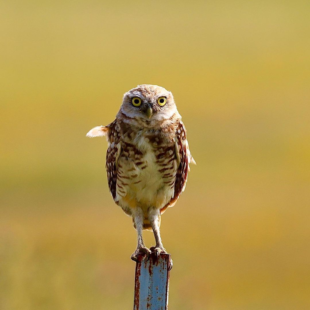 NeblandMagazine's tweet photo. Staring contest... Go!

📷: Mike Stromer

#borrowingowl #owlsofinstagram #Nebraskaland #NEgameandparks #wildNebraska #sandhills https://t.co/AmAzB47Fl2