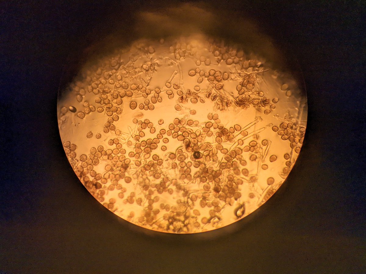 The Downy Moon... My poor basil!
Ready to leave for #planthealth2022 #plantdiagnostics