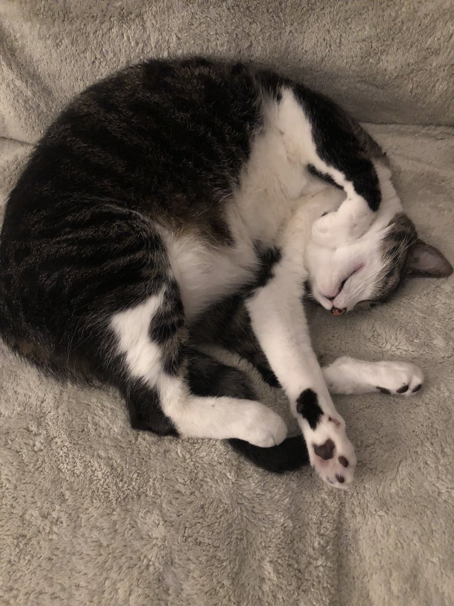 Dance_Lancer's tweet photo. We should all aspire to this level of comfort #Caturday https://t.co/A3gI0mNuhq