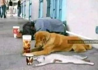 The dog is helping the beggar to attract people... But the cat is overreacting...