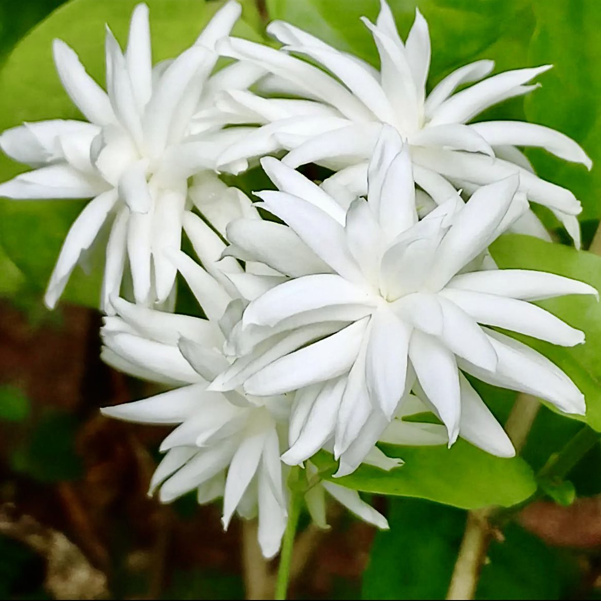 krishnaveechika's tweet photo. Flower photography #flowers #flowerphotography #beautifulflower #beautiful #pretty #jasmine #white #photographer #photography #art #amazing #beauty https://t.co/3a3Hzw0e78