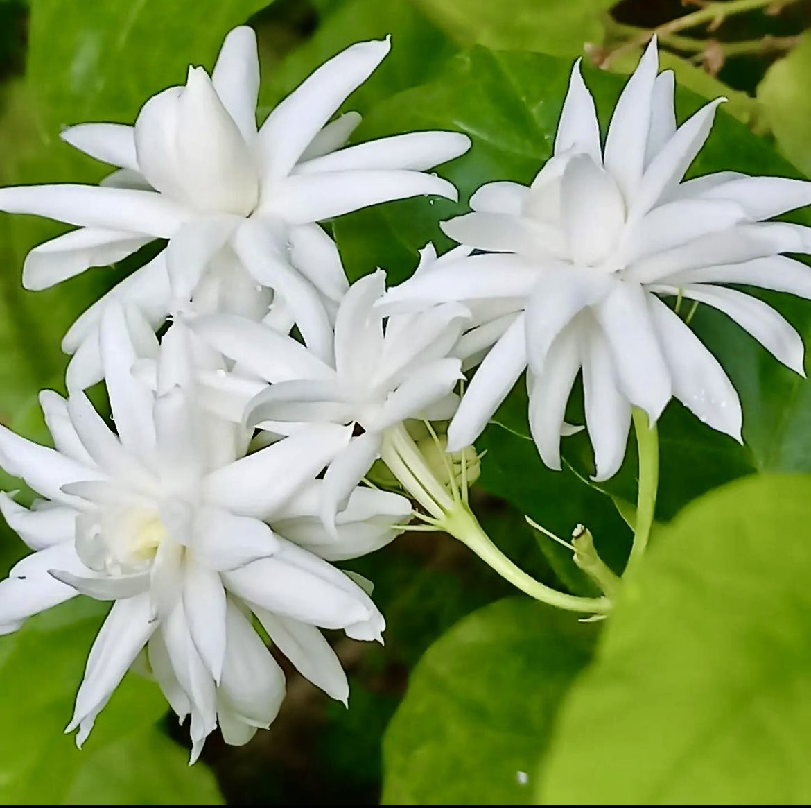 krishnaveechika's tweet photo. Flower photography #flowers #flowerphotography #beautifulflower #beautiful #pretty #jasmine #white #photographer #photography #art #amazing #beauty https://t.co/3a3Hzw0e78