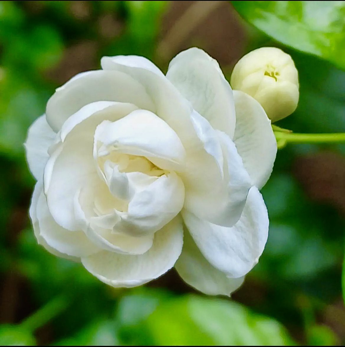 krishnaveechika's tweet photo. Flower photography #flowers #flowerphotography #beautifulflower #beautiful #pretty #jasmine #white #photographer #photography #art #amazing #beauty https://t.co/3a3Hzw0e78