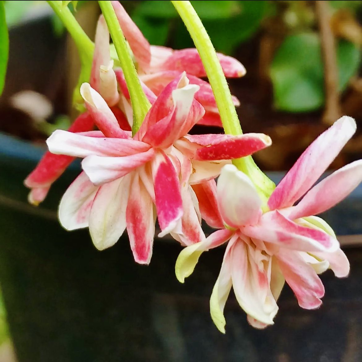 krishnaveechika's tweet photo. Flower photography #flowers #flowerphotography #beautifulflower #beautiful #pretty #jasmine #white #photographer #photography #art #amazing #beauty https://t.co/3a3Hzw0e78