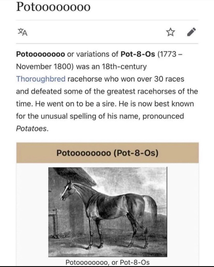 TheMcKenziest's tweet image. I have finally found a reason to live - making sure everyone knows about this horse called Potoooooooo (Pot-8-Os) pronounced Potatoes
