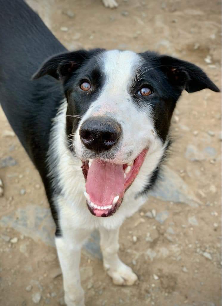 HartCollie's tweet photo. Im George &amp; only 8 mths old.

I would love to have a busy but controlled home. I’m a well built boy 💪 so some sporty events would good but long walks &amp; good company would be perfect. I'd 🖤parents that have had collies before. 
Please RT me as I really would love a home 🏡 https://t.co/CbeRgQHb9G