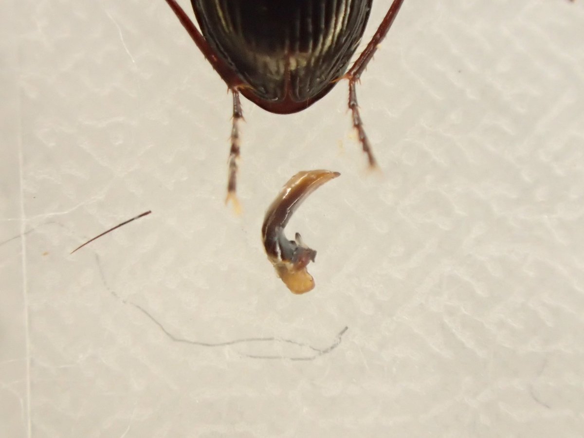 デカい！異様な大きさのパイザラゴミムシ デカい！異様な大きさのパイ