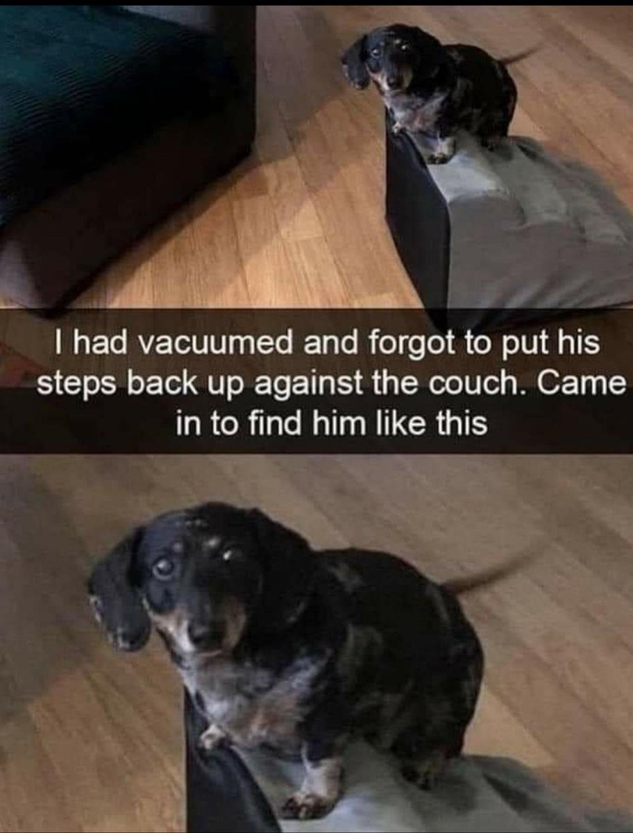 WholesomeMeme's tweet image. 