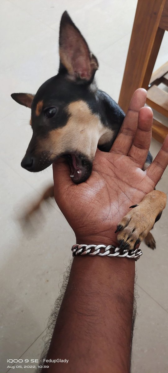 fedup_glady's tweet photo. Can anyone adopt her. She is so ferocious 🐶🐶🐶..... #miniaturepinscher #doglove https://t.co/iTGlAL6z9Z