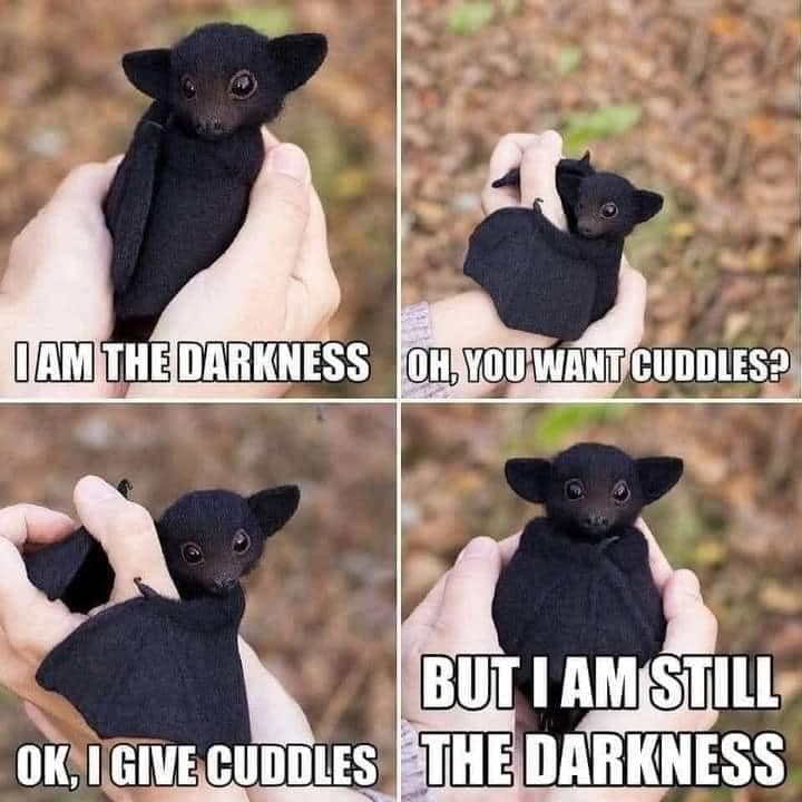 WholesomeMemes (@wholesomememe) on Twitter photo 