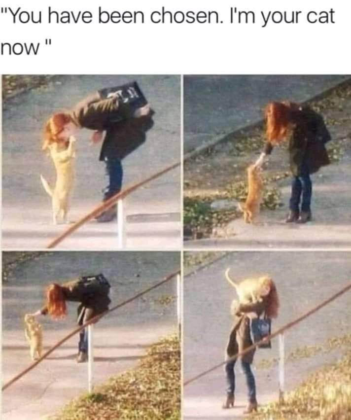 WholesomeMeme's tweet photo. https://t.co/VH6TOdciwK