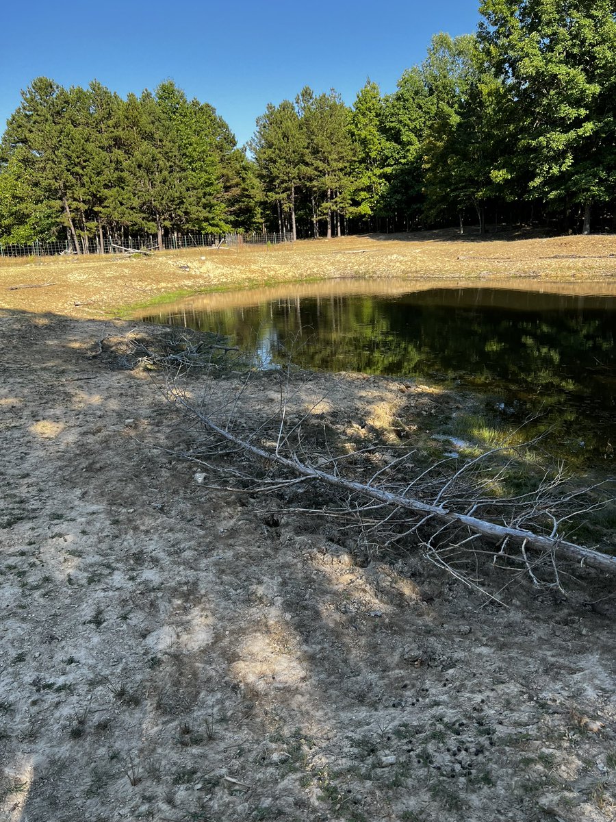 _pinegroveranch's tweet photo. This pond bank was covered in arrowroot and rushes when I was growing up. Now the banks are dead. The livestock can’t be removed yet, so my idea was to put brush on the banks to create barrier areas for regrowth. But brush and saplings are rare these days, eaten up.           -J https://t.co/t9AuYzYznf