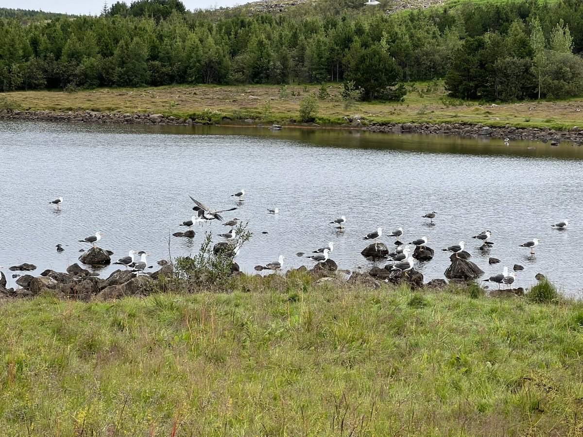 lu_rakel's tweet photo. #Reykjavikurborg er einhver stefna hjá ykkur hvað varðar að halda mávastofninum í skefjum? Hér við Reynisvatn var mjög blómlegt fuglalíf í vor. Nú er eitt andapar eftir við vatnið en mávarnir blómstra. https://t.co/WdSvRjE5xz