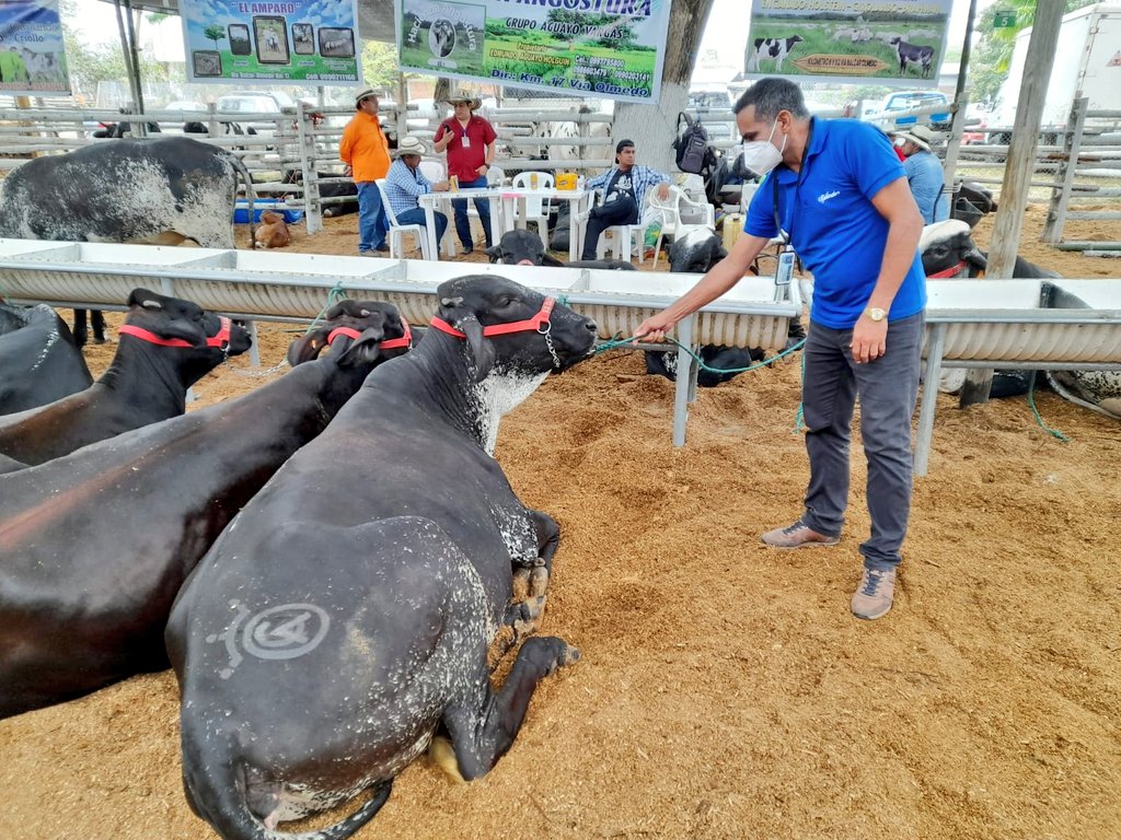 AgrocalidadZ5's tweet photo. #Guayas | Realizamos supervisión y control de bienestar animal en feria comercial, con el objetivo de verificar el buen trato a los animales como el buen trato y alimentación, en el cantón Balzar. #AgrocalidadEnCampo https://t.co/FG9jV7kfeW