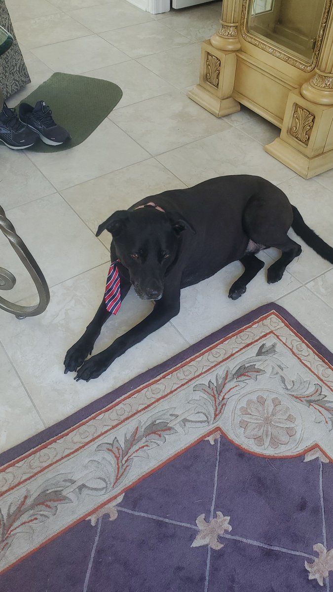 BTehanOSU's tweet photo. My sweet old dog, Deuce, just got a shave and boy does he look beautiful π π€© π π β€οΈ β₯οΈ #greycliffeatthequarry #dogs #DogsAreTheBest #ilovemydog #whoseagoodboy #sopretty https://t.co/hHTeVHZOL2