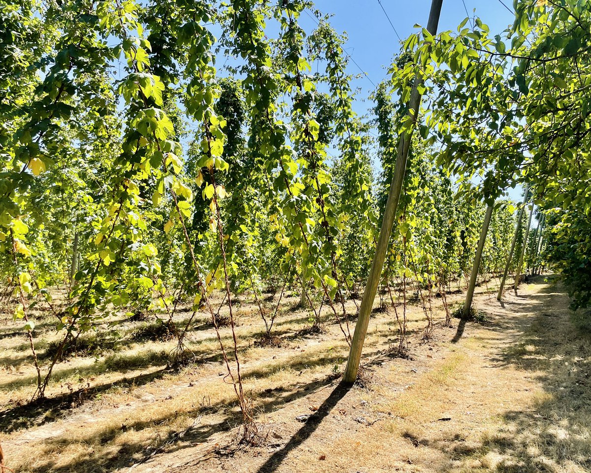 BerkeleySqB's tweet photo. Apple and pear orchards, hops and Tudor buildings on our 18km hike in Kent today (E) ☀️🍎🍐 #englishsummer #visitkent #weekendhikes #englishcountryside #weekendsunshine https://t.co/wcPqnjVqMu