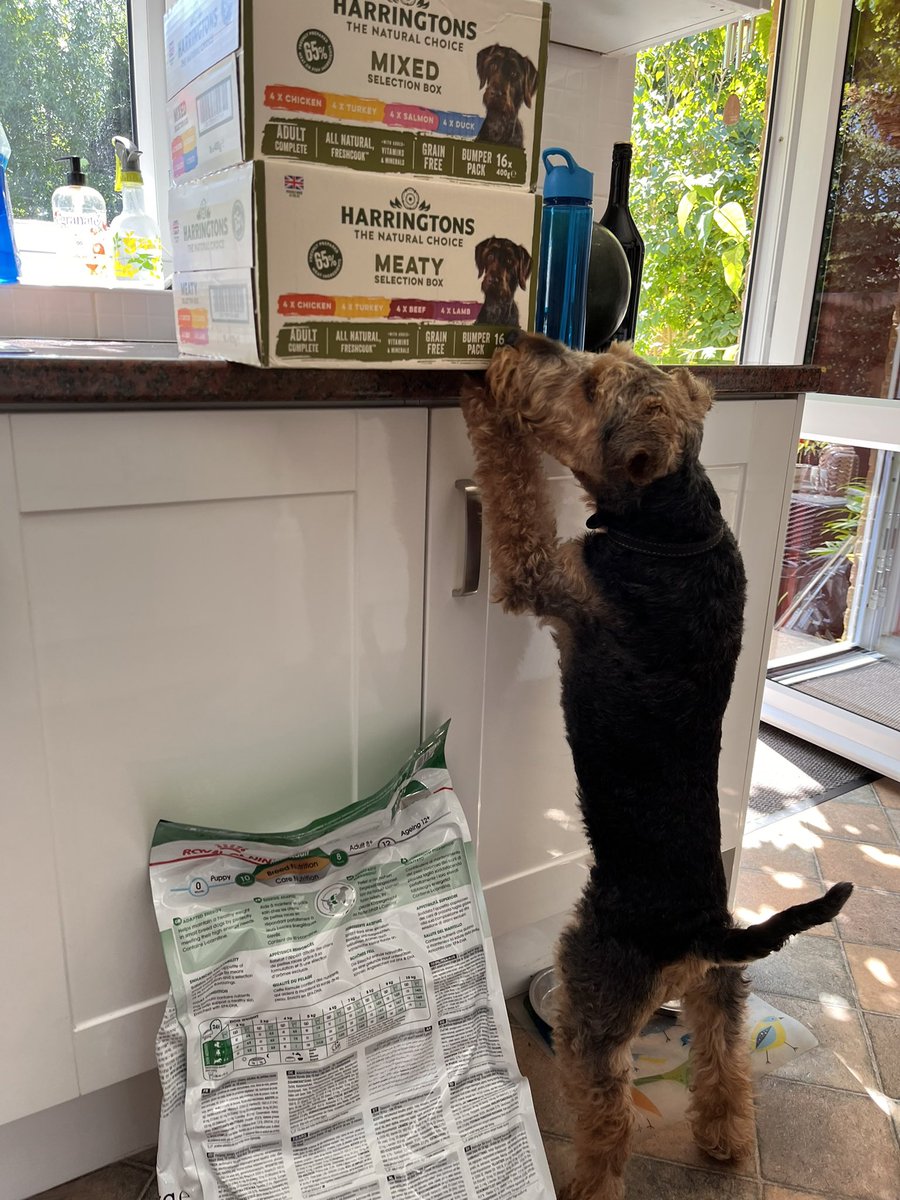 Evening pals. The  Hoos  went shopping without me, just checking they bought what I ordered.  🐾🐾