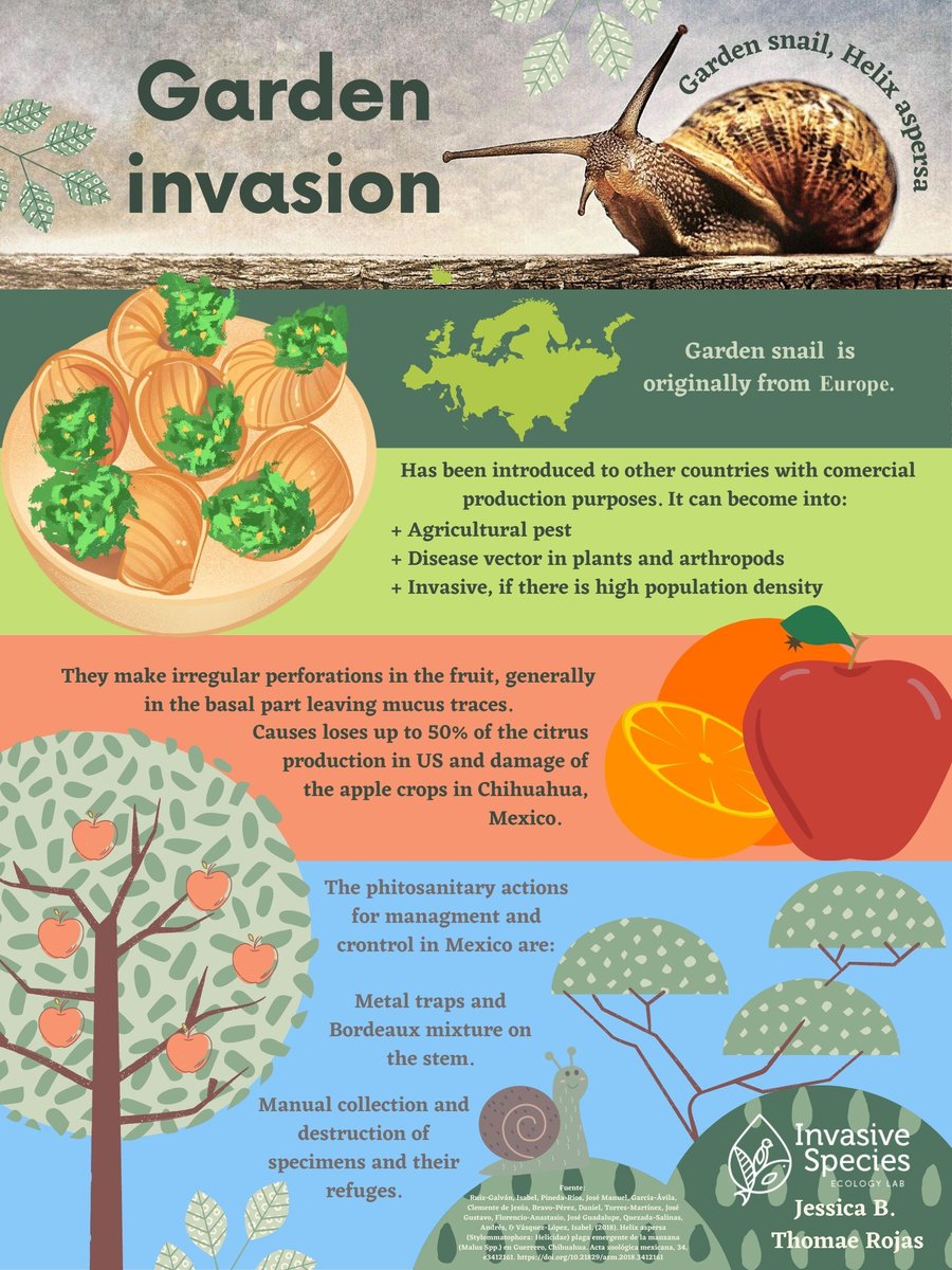 Garden snails 🐌 are tasty but they can become agricultural pest & diseases vectors outside of Europe. #ShareScience #InvSppEcoLab #ForNature #Outreach #InvasiveSpecies #InvasiveSpecies #Scicomm