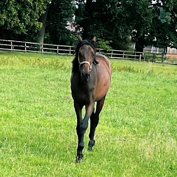 JennisRosalie's tweet image. Heute Pferde streicheln gewesen. #meinTag #saturdayfeeling