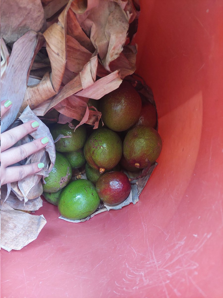 eenerville2's tweet photo. 🥑🥑 https://t.co/27rVAy6GYD