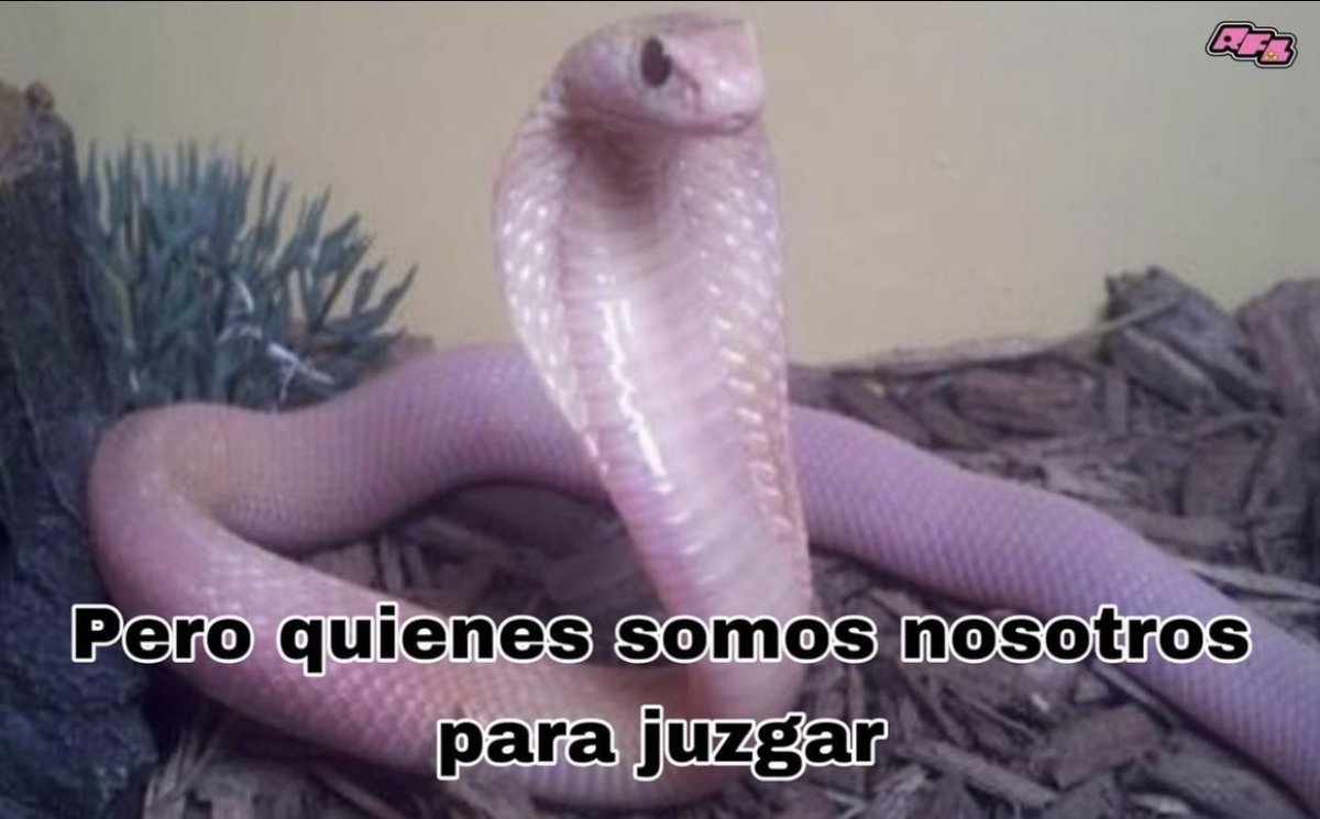 El Guarromántico tweet media