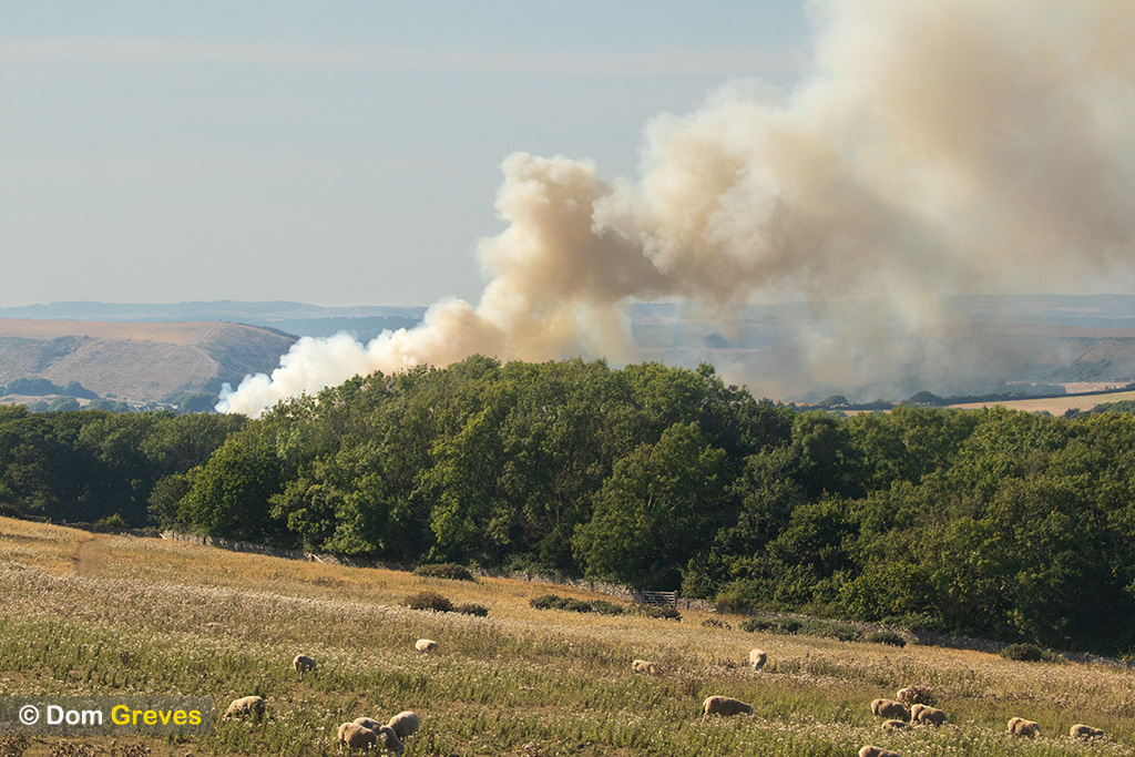 Dom Greves tweet media