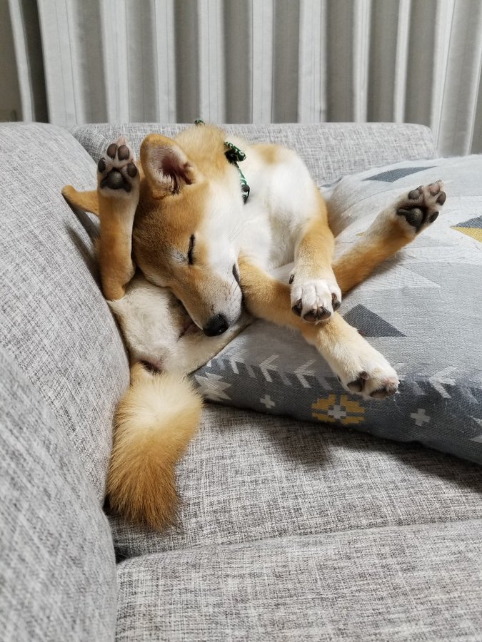 柴の子犬が 知恵の輪 体勢で寝落ち どこがどうなってるの 絡まってますね どうしてそうなった まいどなニュース