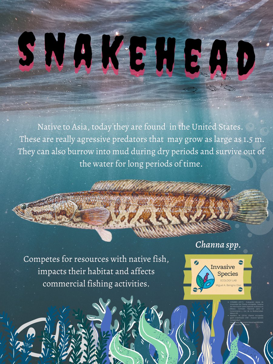 Snakehead fish 🐟 are aggressive predators that threaten native species where they invade. #ShareScience #InvSppEcoLab #ForNature #Outreach #Mexico #USA #InvasiveSpecies #FreshwaterFish #SciComm