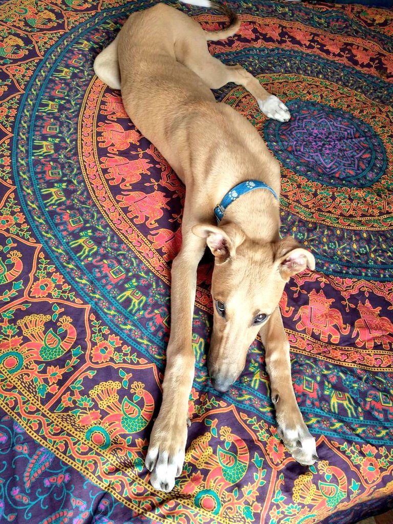 Indra💛 6m en adopción con cuestionario, entrevista y seguimiento de por vida, sólo con compromiso de usar chapita día y noche, pasear con collar y correa, renovar cada año su plan sanitario y control veterrinario e integrarlo en tu hogar, presente y futuro🏠
Se entrega castrado