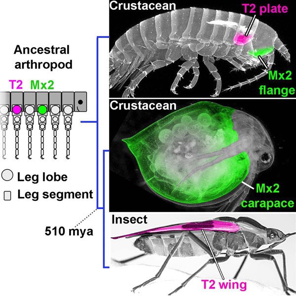 ArthropodLegs's tweet photo. Alternate view of novelty: “If an ancestral structure is no longer needed, nature probably just truncates or reduces the tissue rather than deleting it.. because genetic networks are so interdependent”@MBLScience 

 https://t.co/as9PdS6SLC https://t.co/HfRuqcxYSX