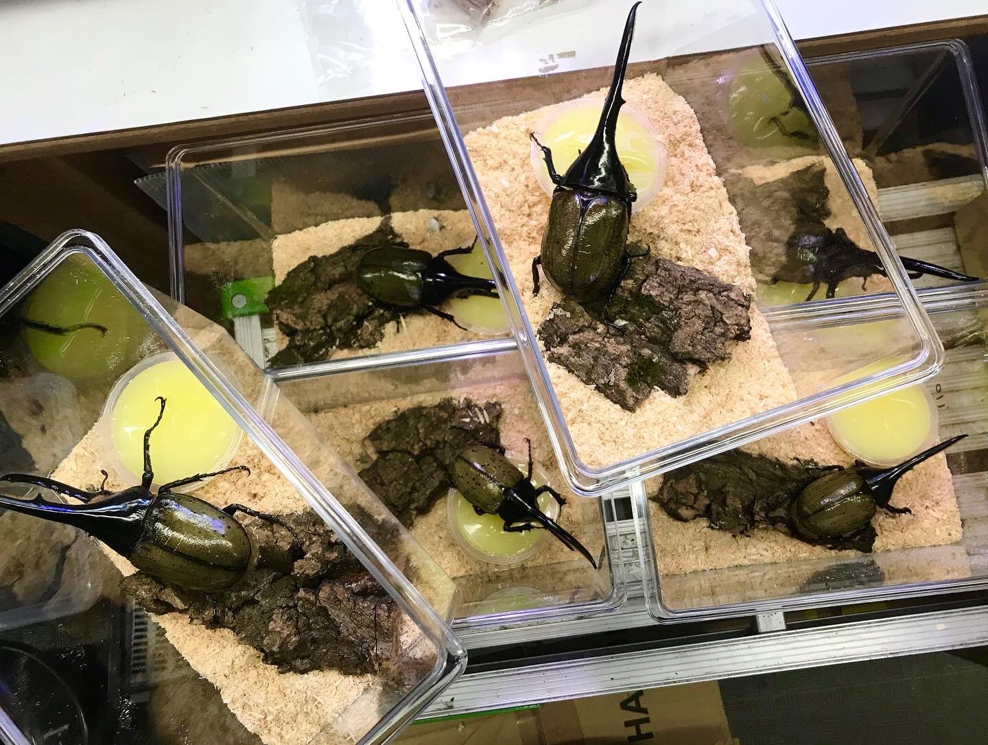 スーパービバホーム厚木南 Twitter Search Twitter