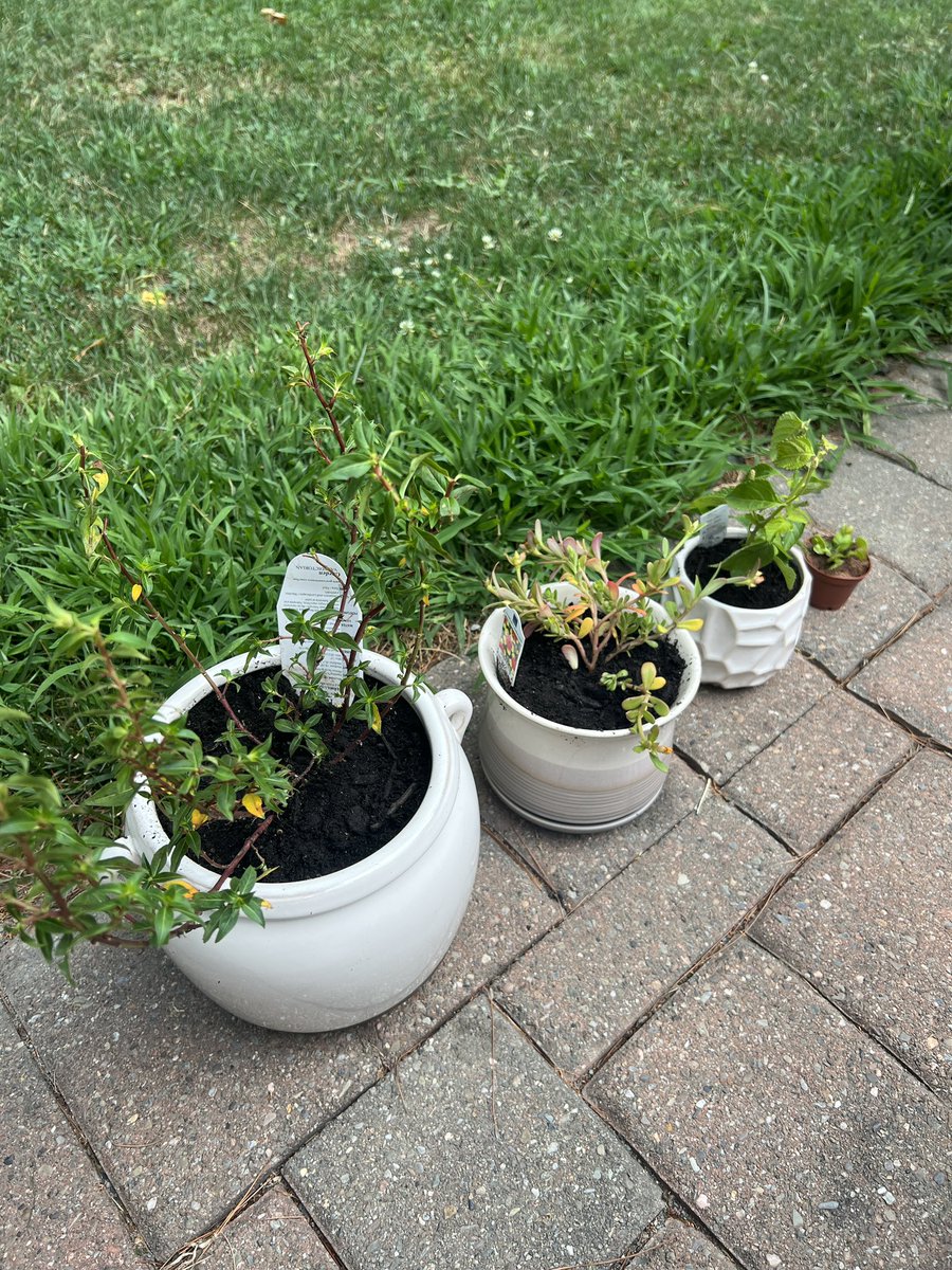 blackmaek's tweet photo. 🌱 https://t.co/OJd8btdMj1