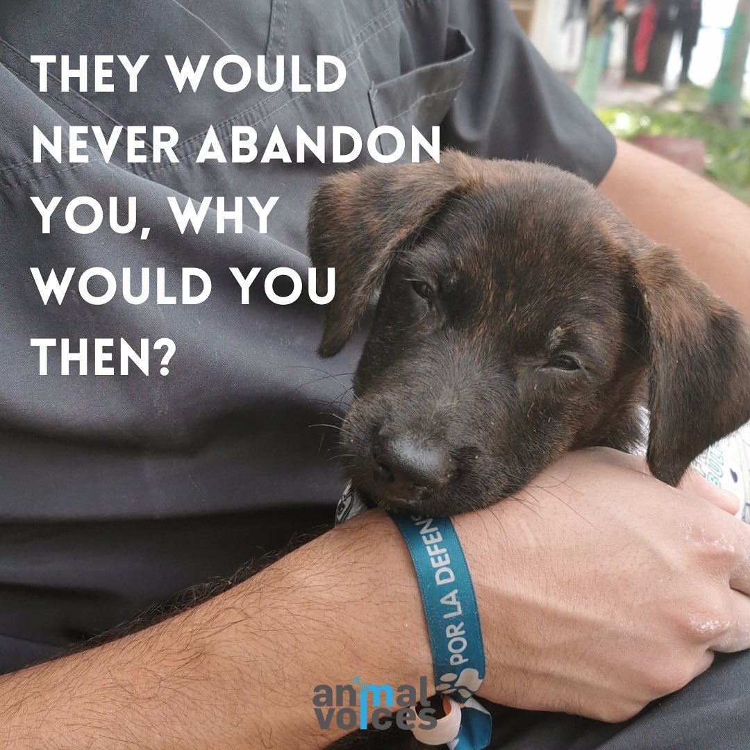 👉Necesitamos una sociedad más consiente que respete la vida de los peluditos y que comprenda el valor tan grande que tienen. Adoptar no es para todo el mundo, no esta mal no querer tener perritos o gatitos en casa, lo que sí esta mal es sacarlos a la calle.  😡